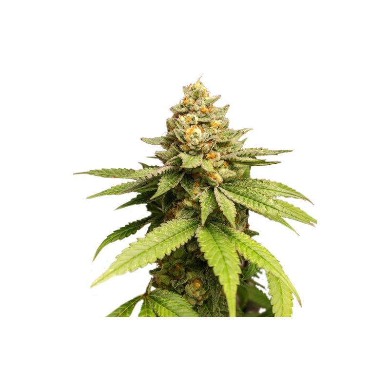 Green Papaya, Фасовка: 5, изображение 3